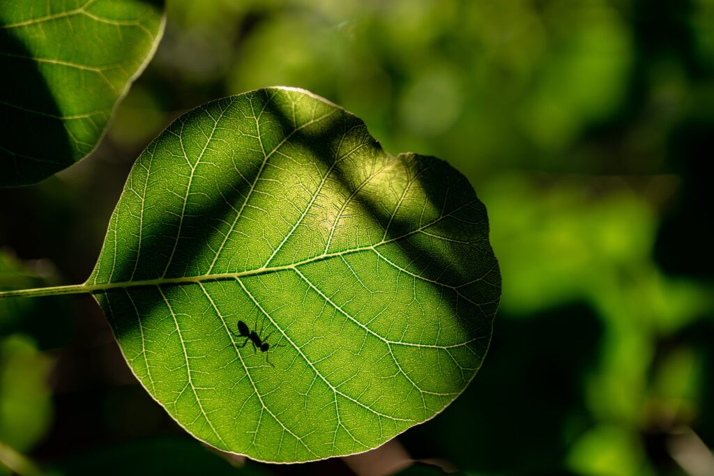 ant silhouette on big leaf