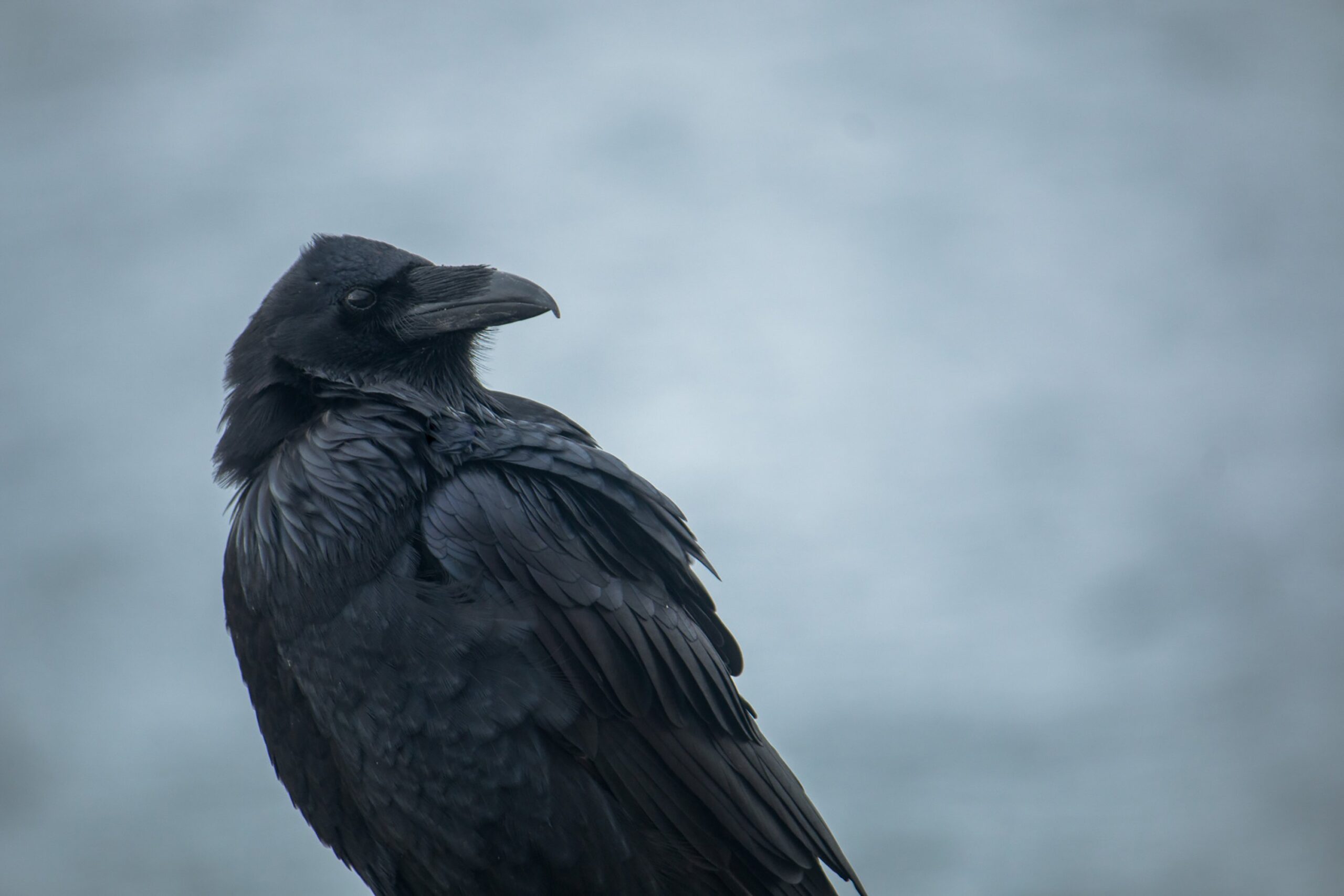 raven looking over wing on overcast day